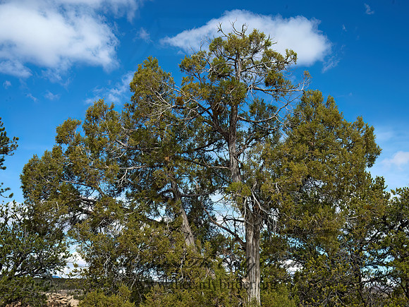 Juniperus osteosperma~  UTAH JUNIPER 9054826z