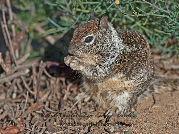 Otospermophilus beecheyi  CALIFORNIA GROUND SQUIRREL 8036194z