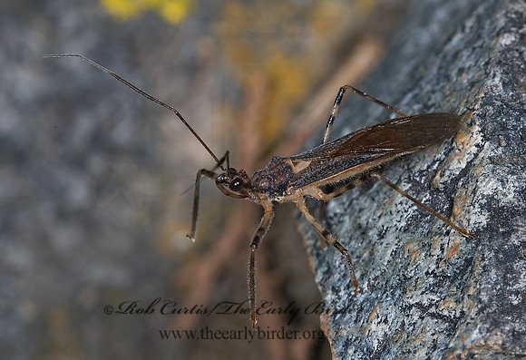 Castolus ferox 6025943z