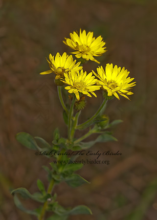 Grindelia squarrosa  CURLYCUP GUMWEED 8023619z