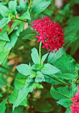 Pentas lanceolata  EGYPTIAN STARCLUSTER 260608z