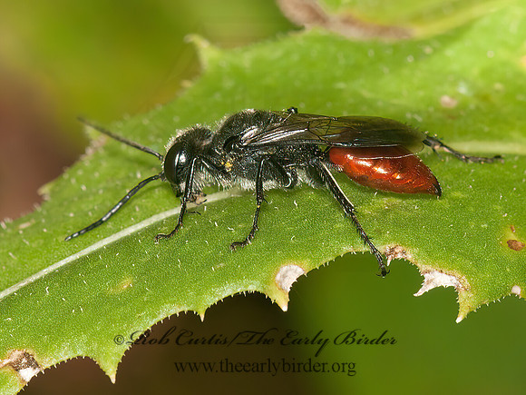 Astata  CRABRONID WASP 3014537z