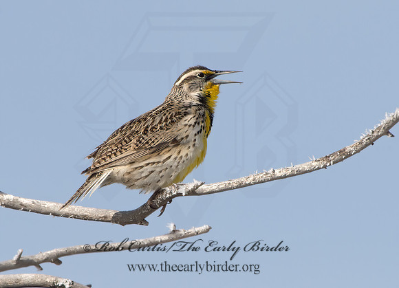 Sturnella neglecta  WESTERN MEADOWLARK 9054464z