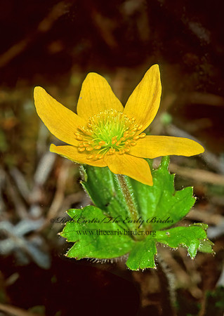 Ranunculus occidentalis  WESTERN BUTTERCUP 231505z