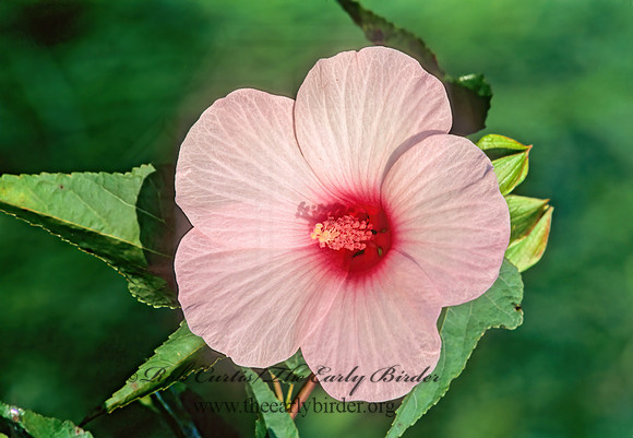 Hibiscus moscheutos  SWAMP ROSE-MALLOW 268932z