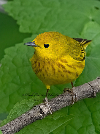 Setophaga petechia  YELLOW WARBLER 3030511z