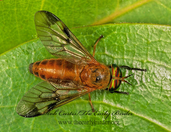 Diachlorus ferrugatus  HORSE FLY 248608z