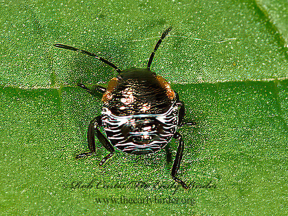 Chinavia hilaris  GREEN STINKBUG 9066489z
