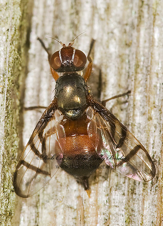 Rivellia SIGNAL FLY 8016382z