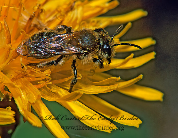 Andrena 237929 Fz