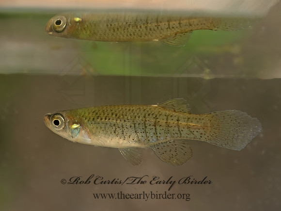Fundulus dispar NORTHERN STARHEAD TOPMINNOW 9083047z