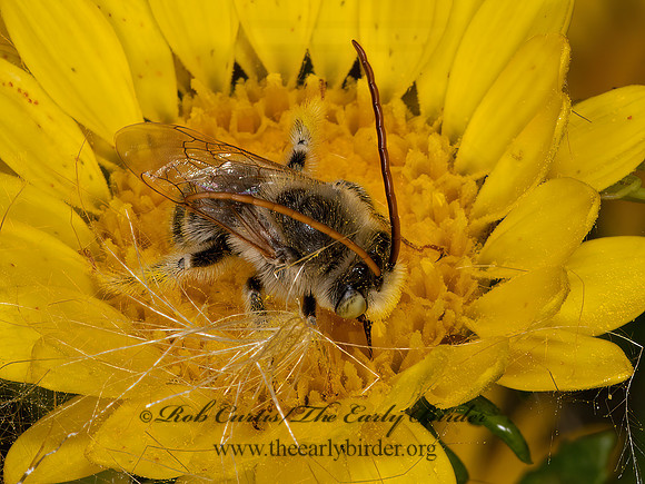 Melissodes  LONG-HORNED BEE 3023734z