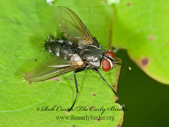 Thelaira americana  DEXIINAE TACHINID FLY 3013143z