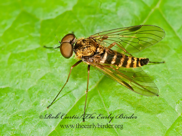 Chrysopilus fasciatus  SNIPE FLY 3013484z