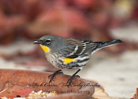 Setophaga coronata auduboni  AUDUBONS WARBLER 8020710z
