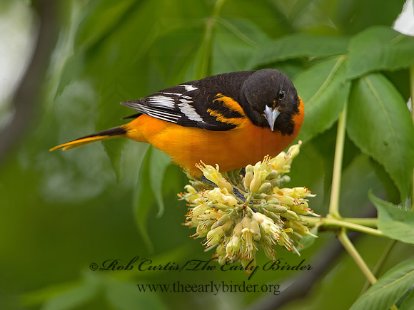 Icterus galbula  BALTIMORE ORIOLE 9044771z