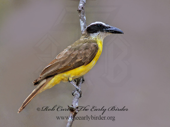Megarhynchus pitangua  BOAT-BILLED FLYCATCHER 205302z