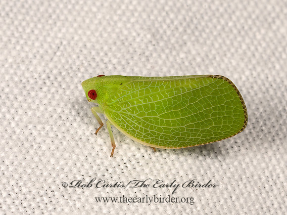 Acanalonia conica  GREEN CONE-HEADED PLANTHOPPER  3040201z