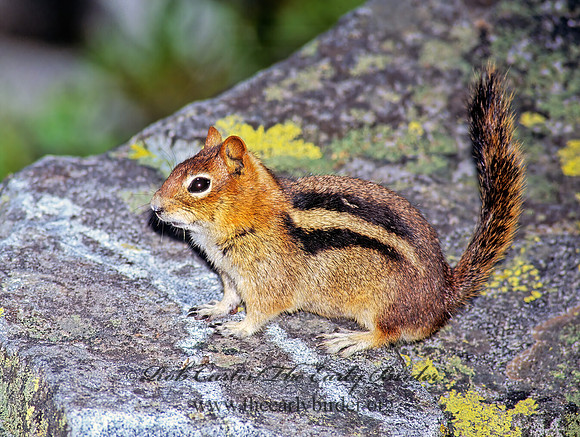 Callospermophilus lateralis  GOLDEN MANTLED SQUIRREL 111932z