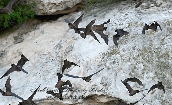 Tadarida brasiliensis  MEXICAN FREE-TAILED BAT 6040917z