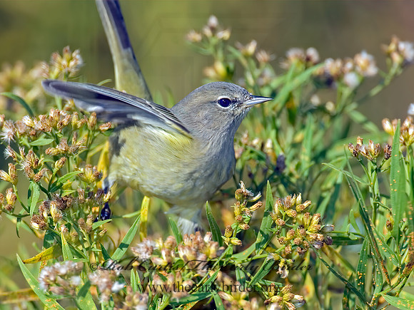 Leiothlypis celata  ORANGE-CROWNED WARBLER 6016757z