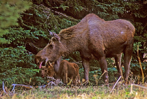 Alces alces  MOOSE 223109z