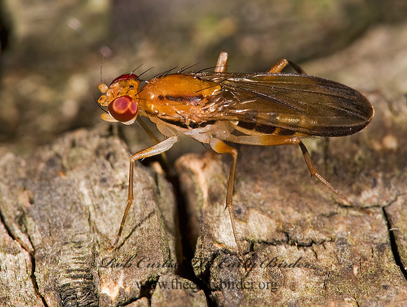 Clusia lateralis CLUSIID FLY 8004839z