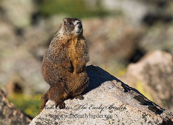 Marmota flaviventris  YELLOW-BELLIED MARMOT 7010591z