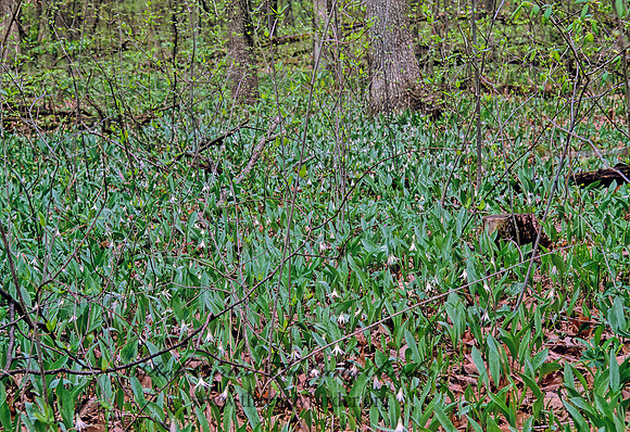 Erythronium albidium  WHITE TROUT LILY 288336z