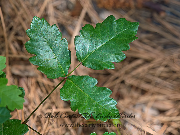 Toxicodendron diversilobum  WESTERN POISON OAK 9058473z
