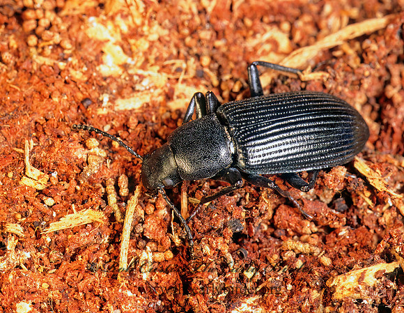 Uloma impressa 166635z