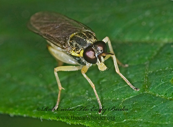 Solva pallipes  XYLOMYID FLY 6012586z