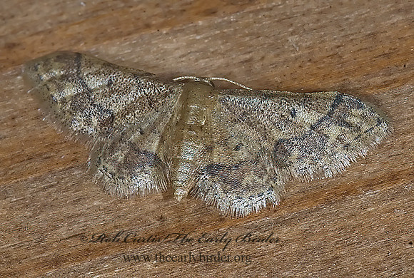 Idaea furciferata  NOTCH-WINGED WAVE MOTH 6023815z