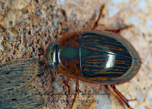 Tropisternus collaris 201009z