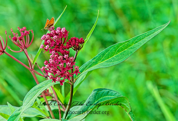 Asclepias incarnata  SWAMP MILKWEED 207734z