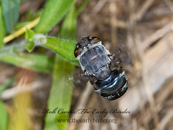 Cuterebra buccata  RABBIT BOT FLY 6011640z