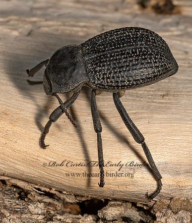 Cryptoglossa infausta  DEATH-FEIGNING BEETLE 3033338z