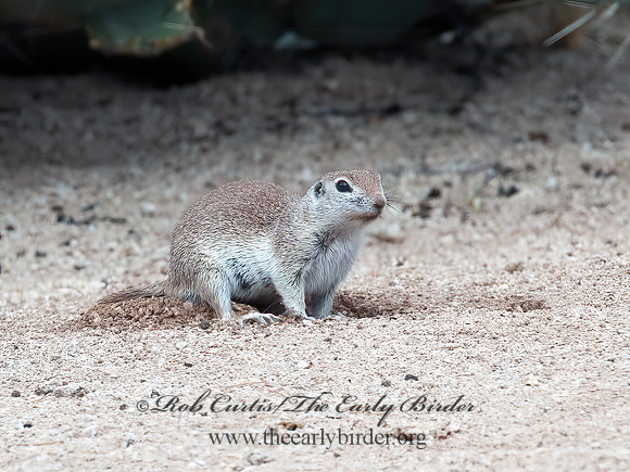 Xerospermophilus tereticaudus  ROUND-TAILED GROUND SQUIRREL 5005189z