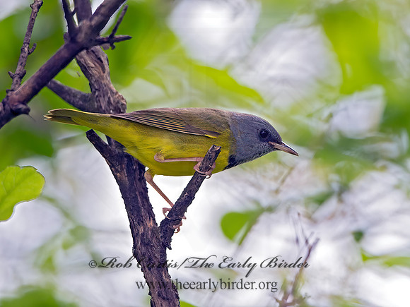 Geothlypis philadelphia  MOURNING WARBLER 9031081z