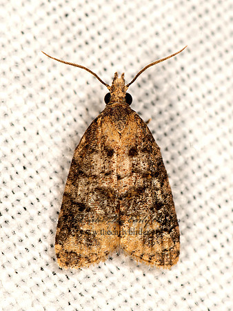 Platynota  TORTRICID MOTH 3026074z