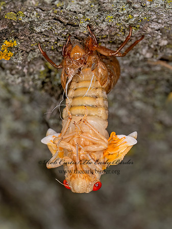 Magicicada PERIODICAL CICADA 9088406 z