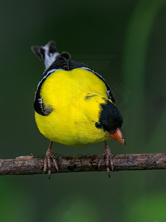 Spinus tristis AMERICAN GOLDFINCH 9078243z