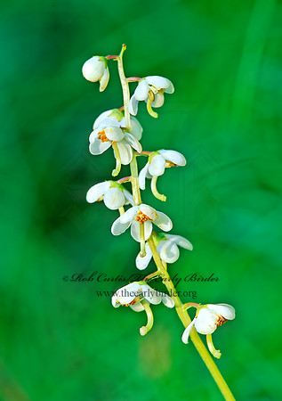 Pyrola elliptica  SHINLEAF 207131z