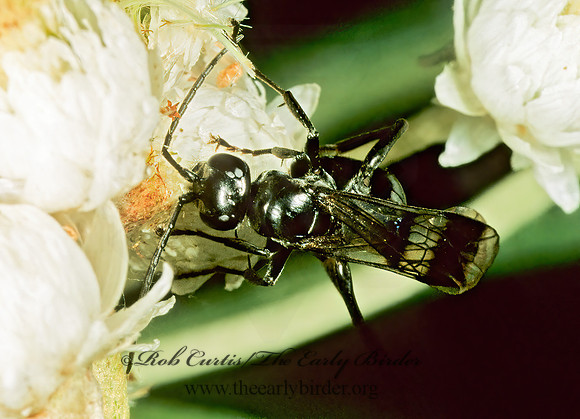 Deuteragenia sayi  PEPSINAE SPIDER WASP 1114518z
