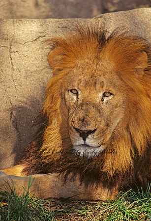 Panthera leo  AFRICAN LION  96922z