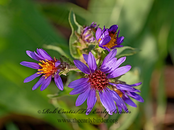 Eurybia integrifolia  THICK-STEMMED ASTER 3024149z