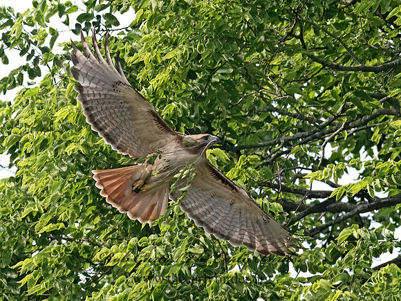 Buteo jamaicensis  RED-TAILED HAWK 9068851z