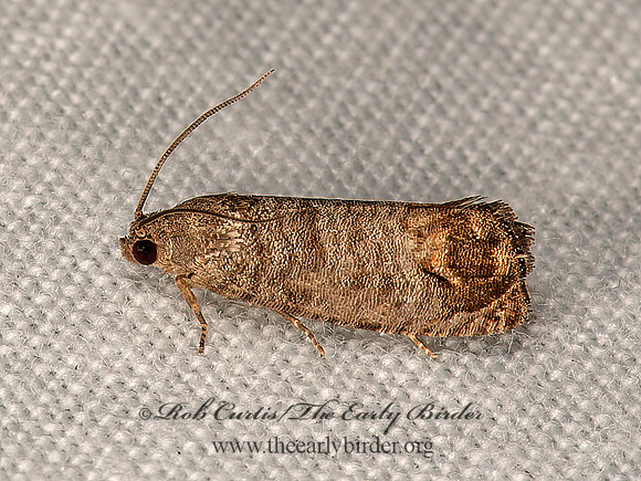 Cydia pomonella  CODLING MOTH 9066697z