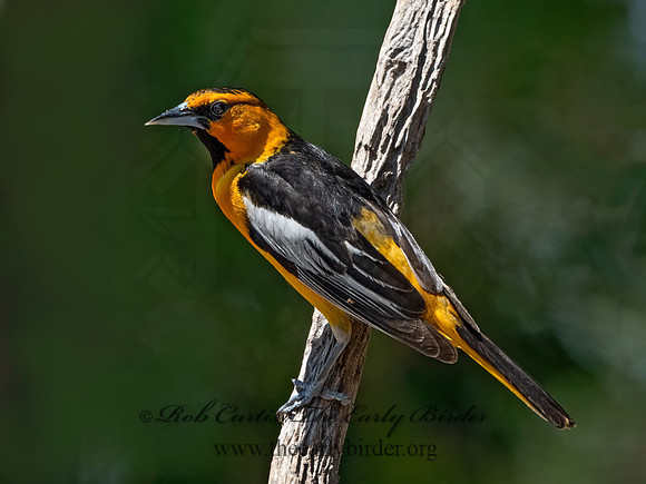 Icterus bullockii  BULLOCK'S ORIOLE 3033149z