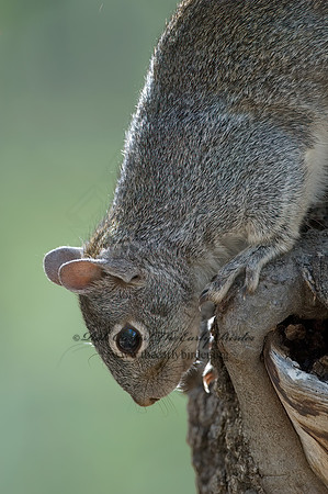 Sciurus arizonensis  ARIZONA GRAY SQUIRREL 5006108z